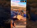 Peaceful river fishing with powerful traditional skills! 😱🎣#shorts#trending#shortsfeed