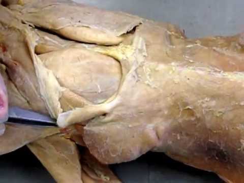 muscles of the foot Dorsal Back Muscles - Cat AP1