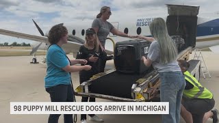 98 dogs rescued from puppy mill arrive in Michigan