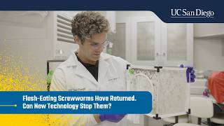 Flesh-Eating Screwworms Have Returned Can New Technology Stop Them