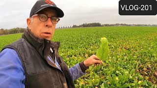 FARMVLOG #201 sugar beets, sorting potatoes, plow maintenance.