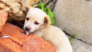 [Stray Dog Rescue Collection] The newly born little milk dog was abandoned in the sewer. His mouth