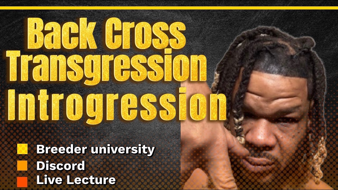 Zaza Hosts Breeder University live Lecture Backcrossing Introgression+Trait Selection