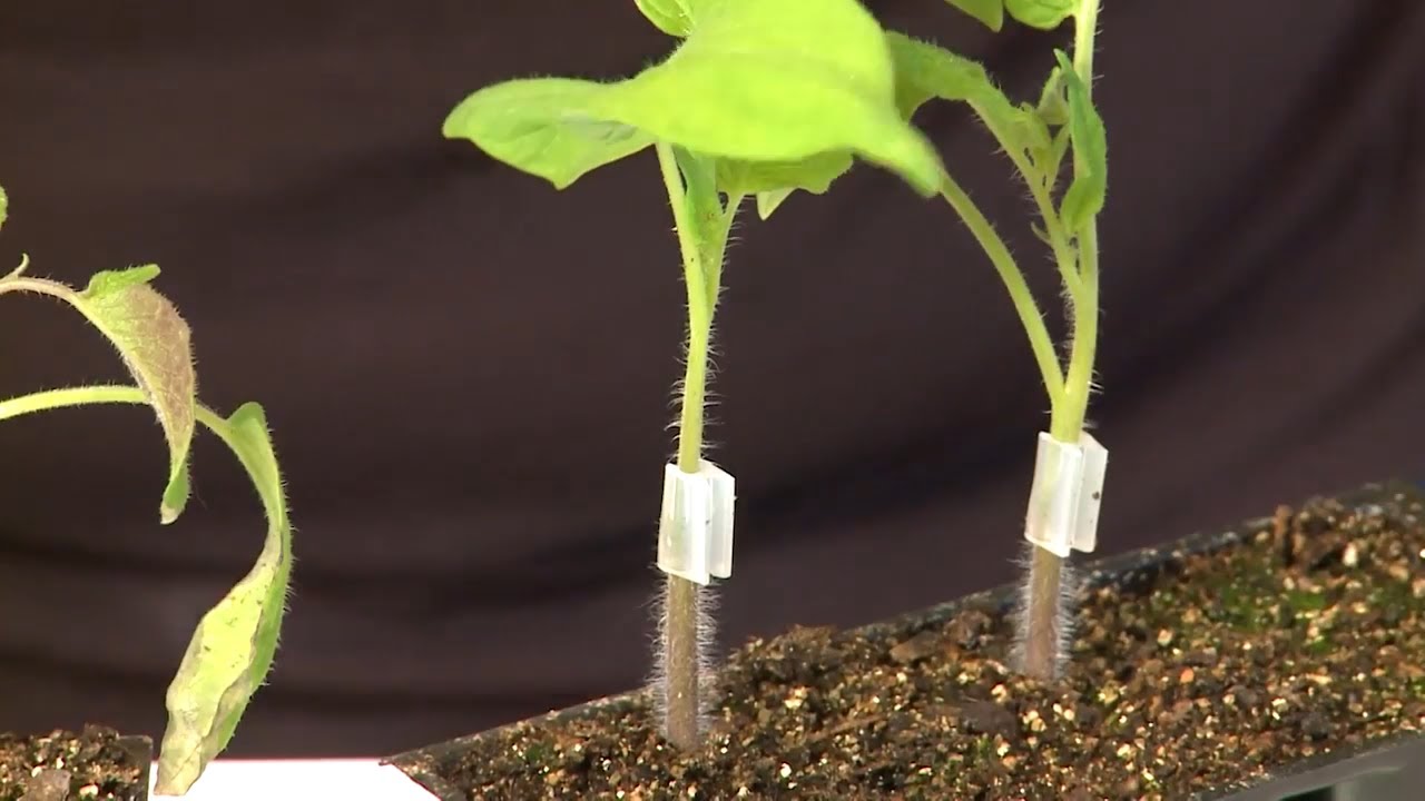 How to Graft Tomatoes