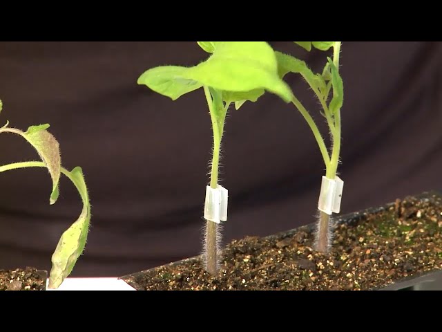 aneth planter Plant d'Aneth