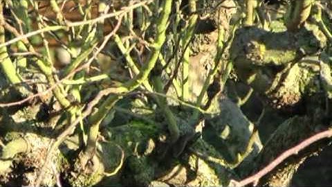 Experiment in extracting cropped stills in Virtualdub