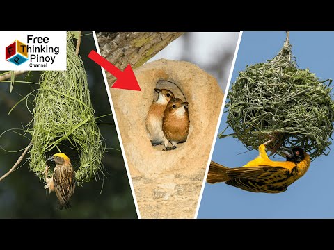 Video: Flycatcher - isang miniature at magandang ibon