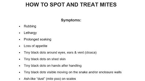 Symptoms and Remedies for Ball Pythons Carrying Mites