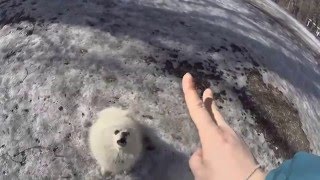 Собака считает до трех ) Собака считает до трех )