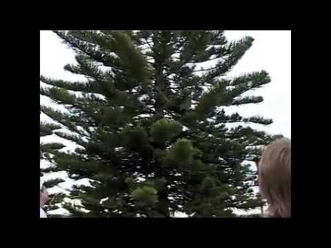 skateboards stuck in tree!