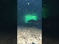魚たちの隠れ家、水路の暗渠(あんきょ)。出口をバシャバシャしてみた