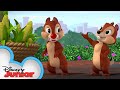 Goofy's Corny Concerto | Chip 'N Dale's Nutty Tales | Disney Junior