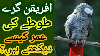 African Grey Parrot Age Determination l Grey Tota ki umar l Breeding Age of African Grey Parrot