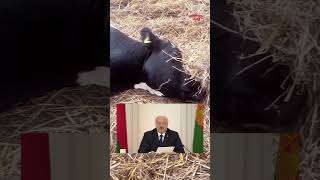 Кошмарный сон заведующей молочно-товарная ферма  #беларусь #belarus #сельскоехозяйство #коровы