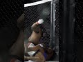 Scary KO at PFC 45 by David The Smoke Wright 💨 #mma #mmahighlight #ko #knockout #peakfighting