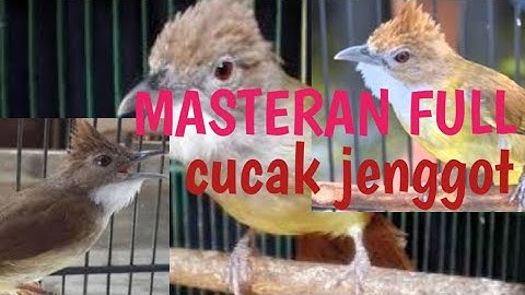 masteran pilihan 1 jam full cucak jenggot..