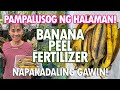 BALAT NG SAGING, PAMPATABA NG HALAMAN! (Banana Peel Fertilizer Tutorial) | Haydee's Garden