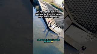 Ikan dan bebek hidup santai di jepang 🇯🇵.
