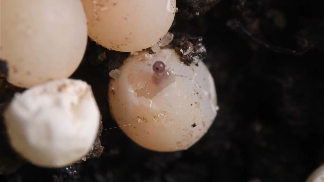 Snail hatching from egg YouTube