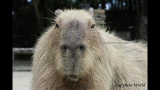 Capybara Barks!!!      Like You Have Never Heard before. High Drama in the Capybara Herd.