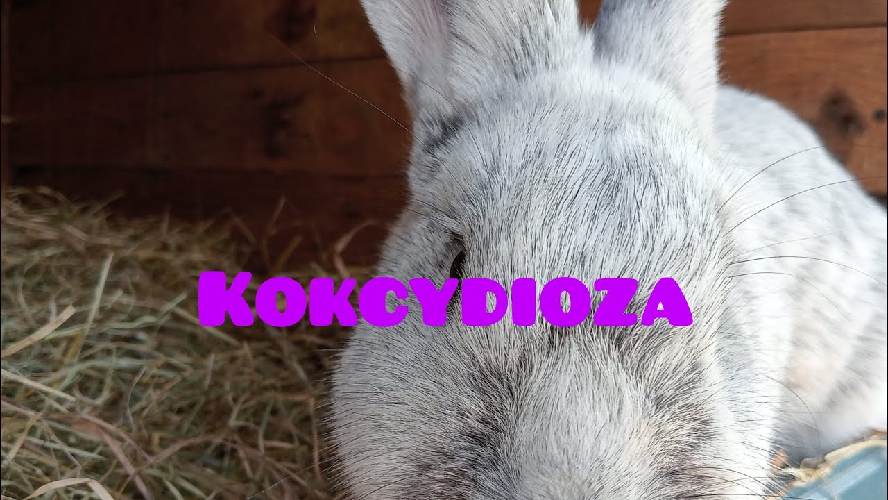 Kokcydioza czyli jak zapobiegać, leczyć, rozpoznać