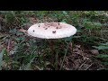 Грибы зонтики - где и как они растут? Macrolepiota procera