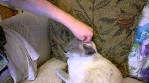 Watch the video about Zuki the Lilac Point Siamese Cat refuses to get down (talking)