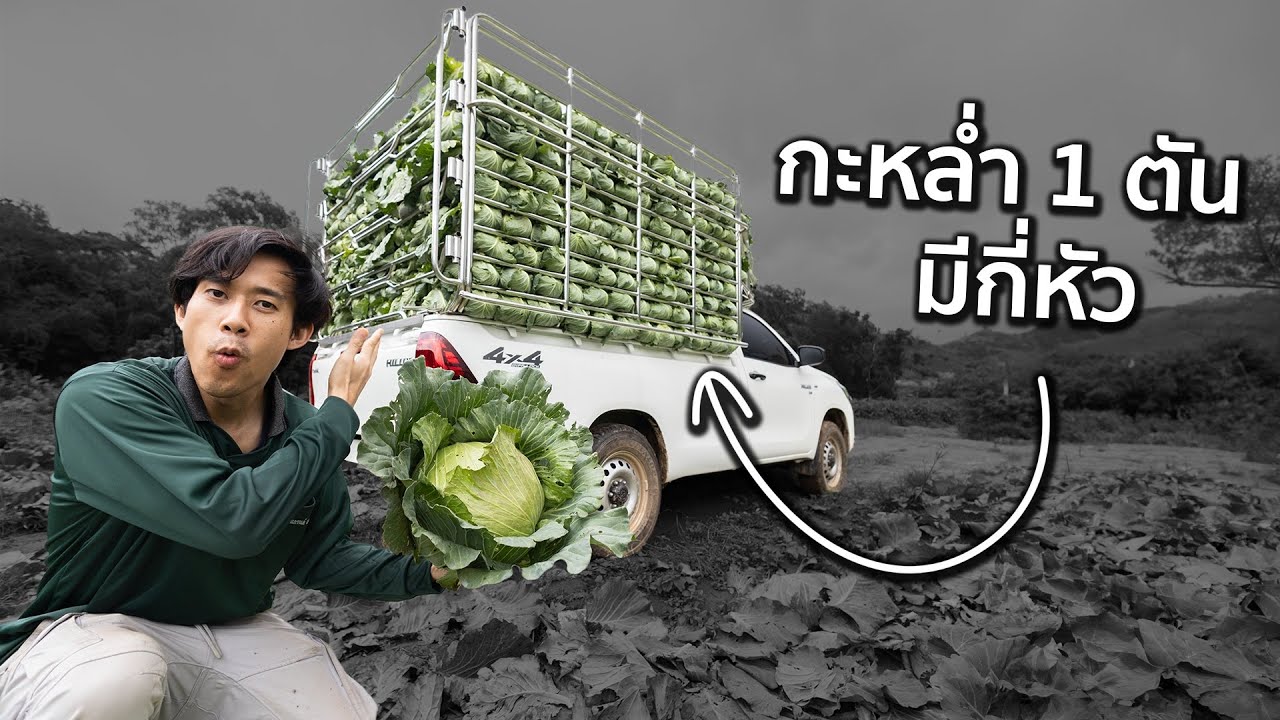 ผักกะหล่ำปลี1ตัน มีกี่หัว !!?