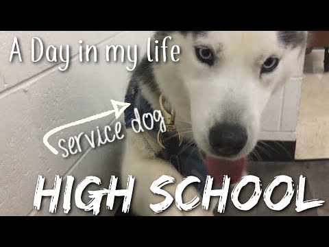 Video: „Pet Scoop“: „Paaugliai“atneša savo tarnybinius šunis į „Prom“, šunį ir savininką