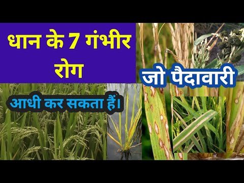 वीडियो: पौवा चुनने का मौसम - पंजा फल की कटाई के लिए टिप्स