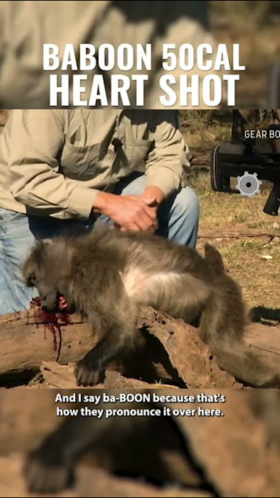 Ever seen a BABOON shot with a 50BMG?!? Link in description!
