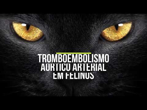 Vídeo: Os cães podem ter tromboembolismo aórtico?