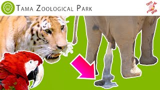 🇯🇵Tokyo'nun en büyük hayvanat bahçesi 🐘