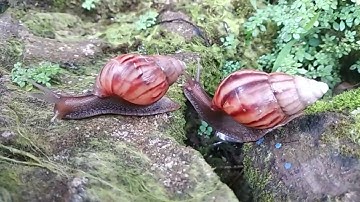Relaxing Extreme MACRO of Snails Moving (Stunning Close-Up Visuals)