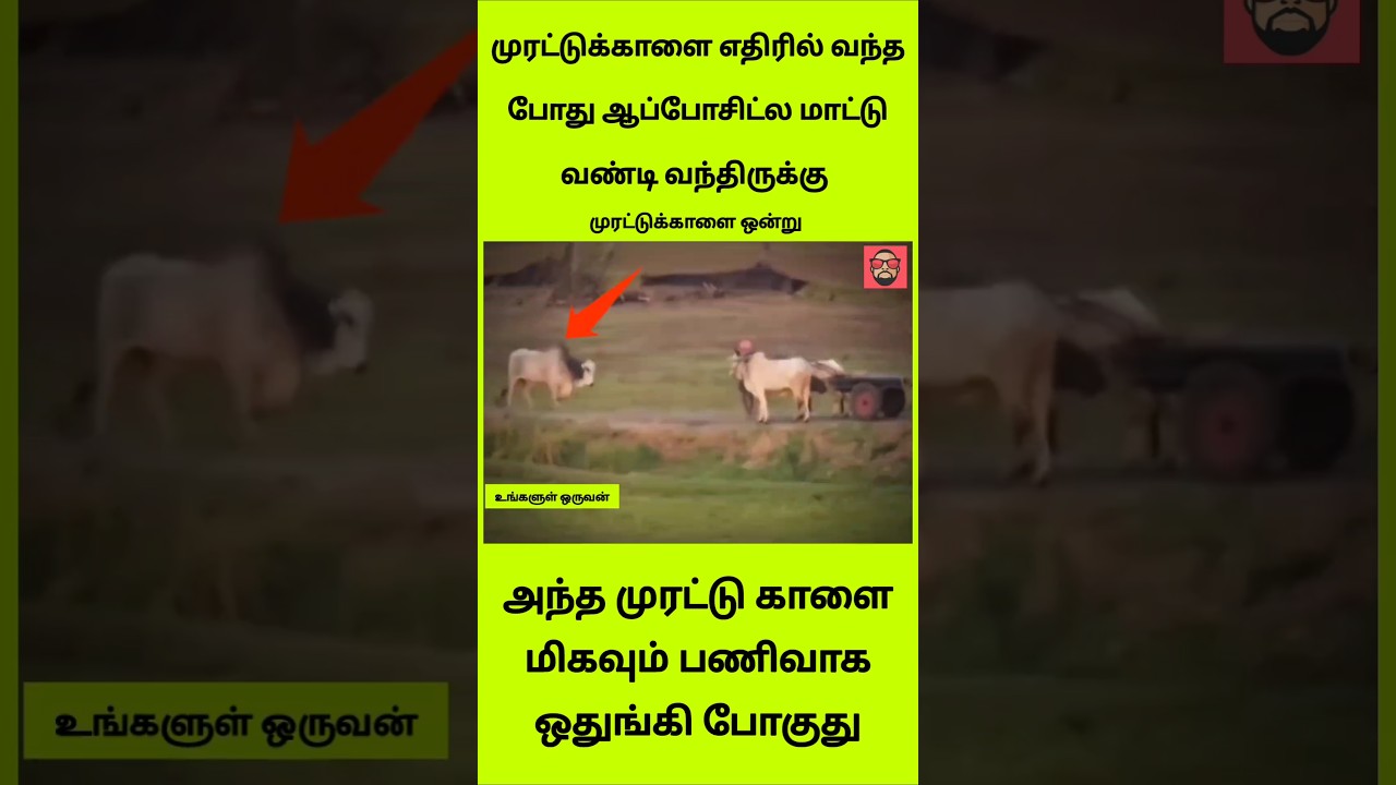 எதிர்ல வந்த மாட்டு வண்டி.. பணிவாக ஒதுங்கி நின்ற முரட்டுக் காளை! 🐂❤️