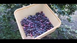 Blueberry picking