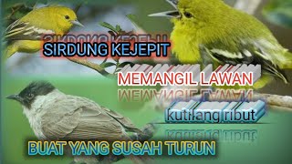 Download lagu YANG INI WAJIB DICOBA SIRDUNG  KEJEPIT MEMANGIL LAWAN DAN KUTILANG RIBUT
