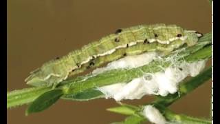 Zombie caterpillar controlled by voodoo wasps