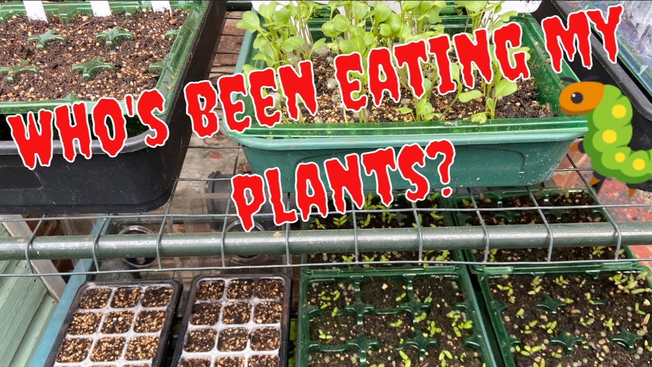 PLANTS TO SOW NOW FOR AUTUMN AND YouTube