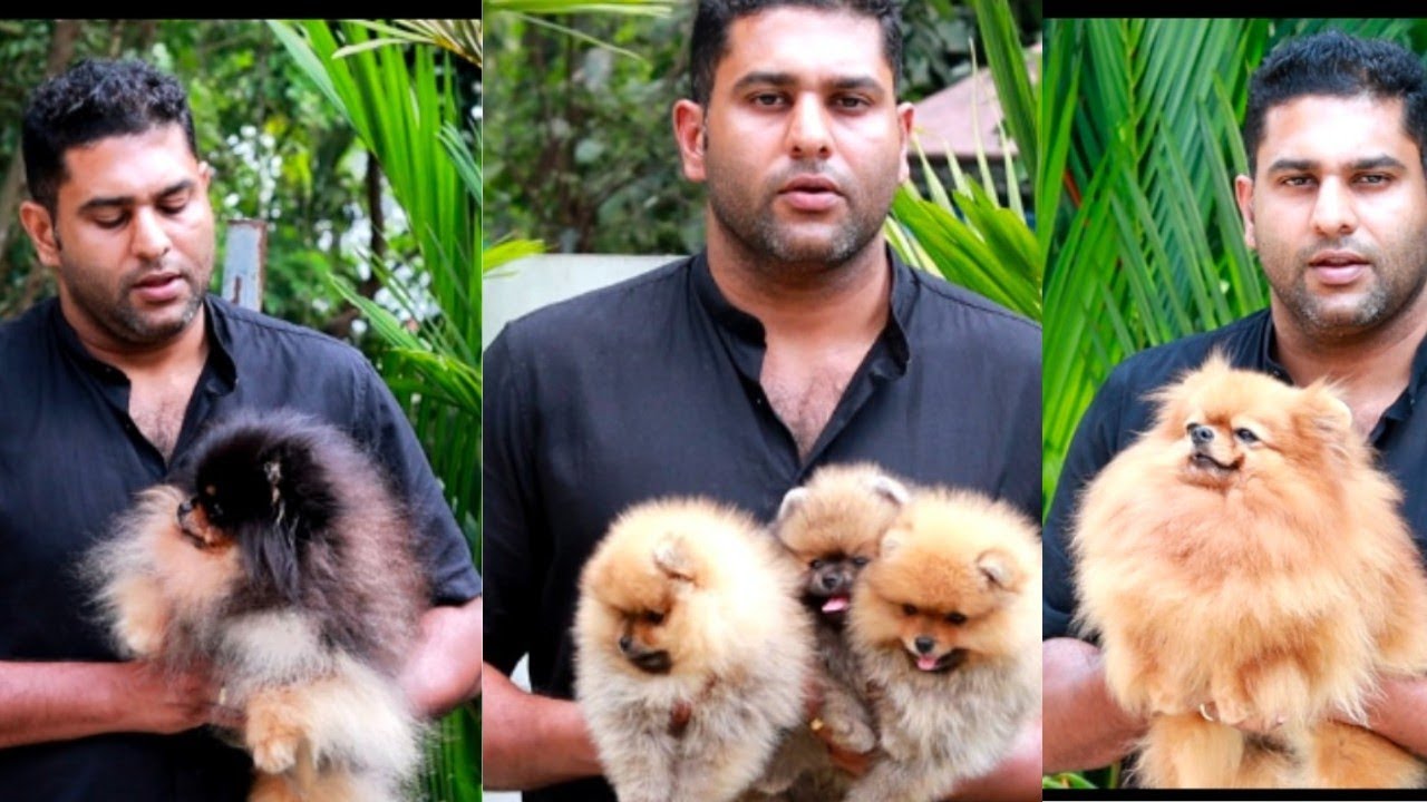 ഒറിജിനൽ Pomeranian നായക്കുട്ടികൾ