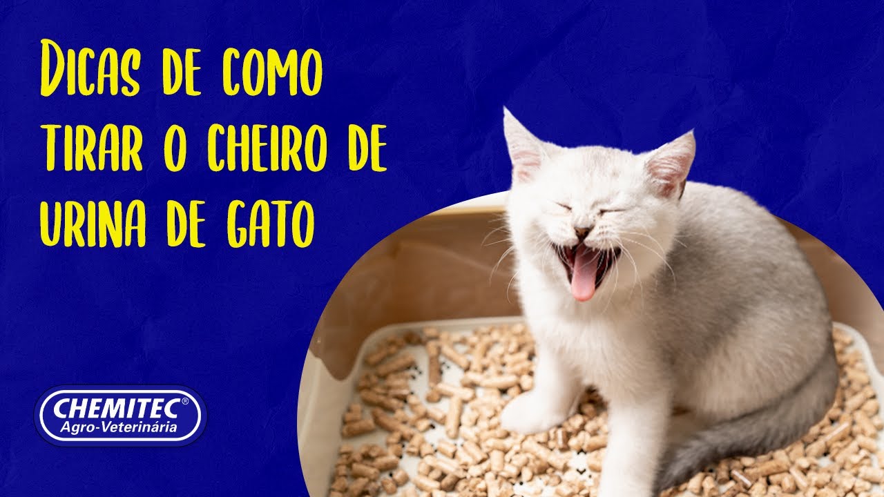 Como tirar o cheiro de urina de gato? | Chemitec® - YouTube