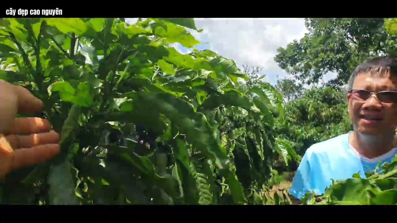 Anh tuấn phi liêng ghé thăm cách làm nuôi cây cà phê giống cao sản