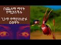 በጨለማ ማየት የሚያስችሉና ጊንጥ የማያስነድፉ ዕፀዋት