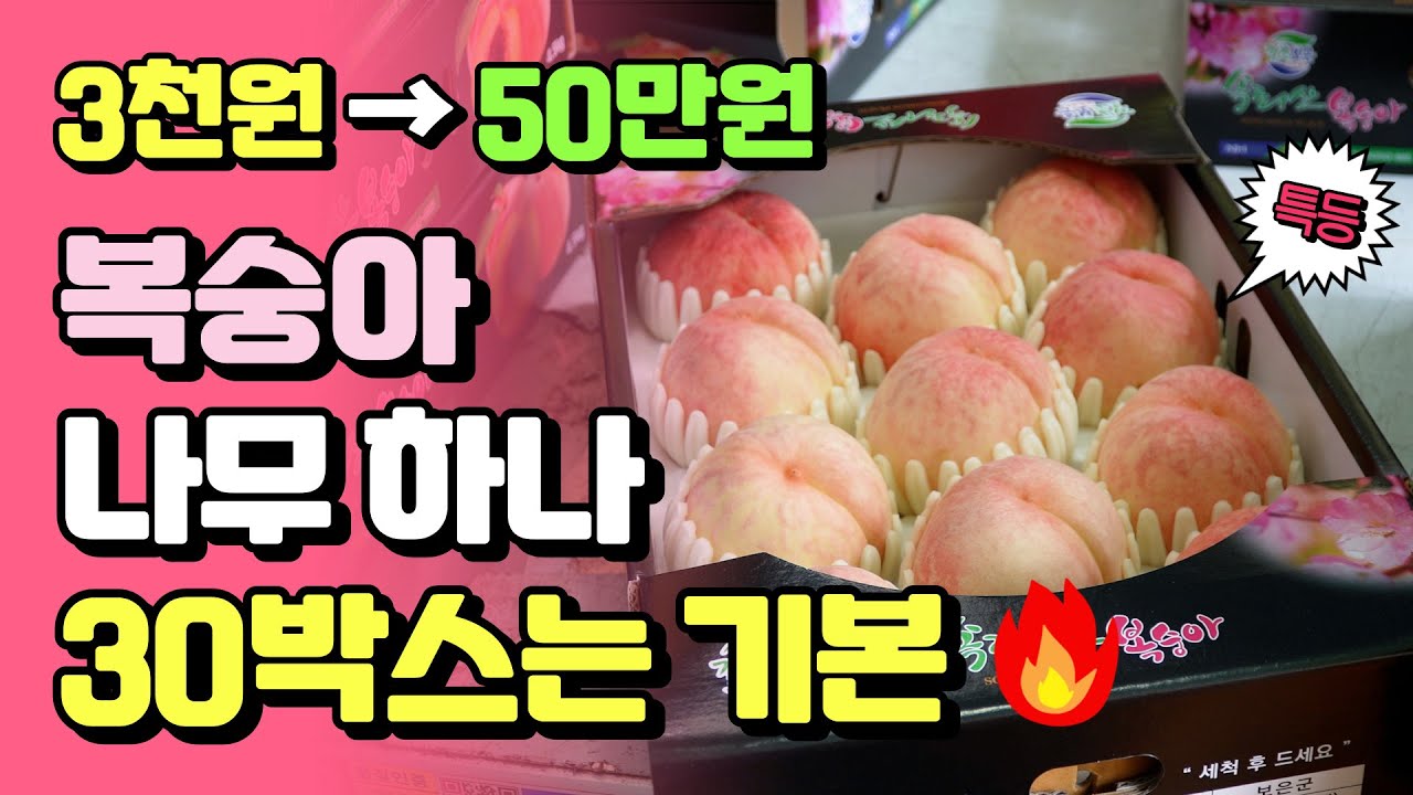 Одно персиковое дерево за 500 000 вон! Секрет завязывания плодов, роста и взрывной урожайности.