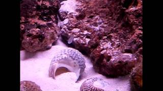 Update On Tanks And Plans For The Future