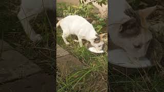 White Cat Snobell