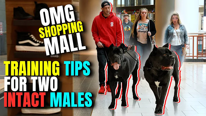 Training 2 Male Intact Dogs For Pack Hierarchy - C...