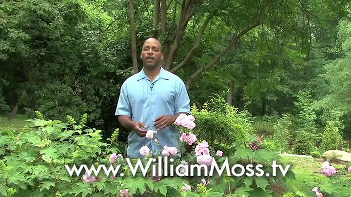 William Moss Explains How to Grow and Take Care of...