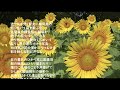 さだまさし・・向日葵の影