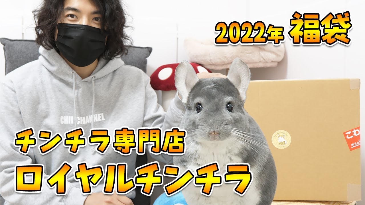 2022年福袋開封】即完売！チンチラ専門店「ロイヤルチンチラ」の福袋が
